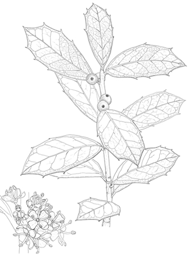 Ilex colchica
